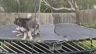 My huskies love the trampoline 🤣😁 by Husky Obsessed 3,545 views 2 years ago 38 seconds