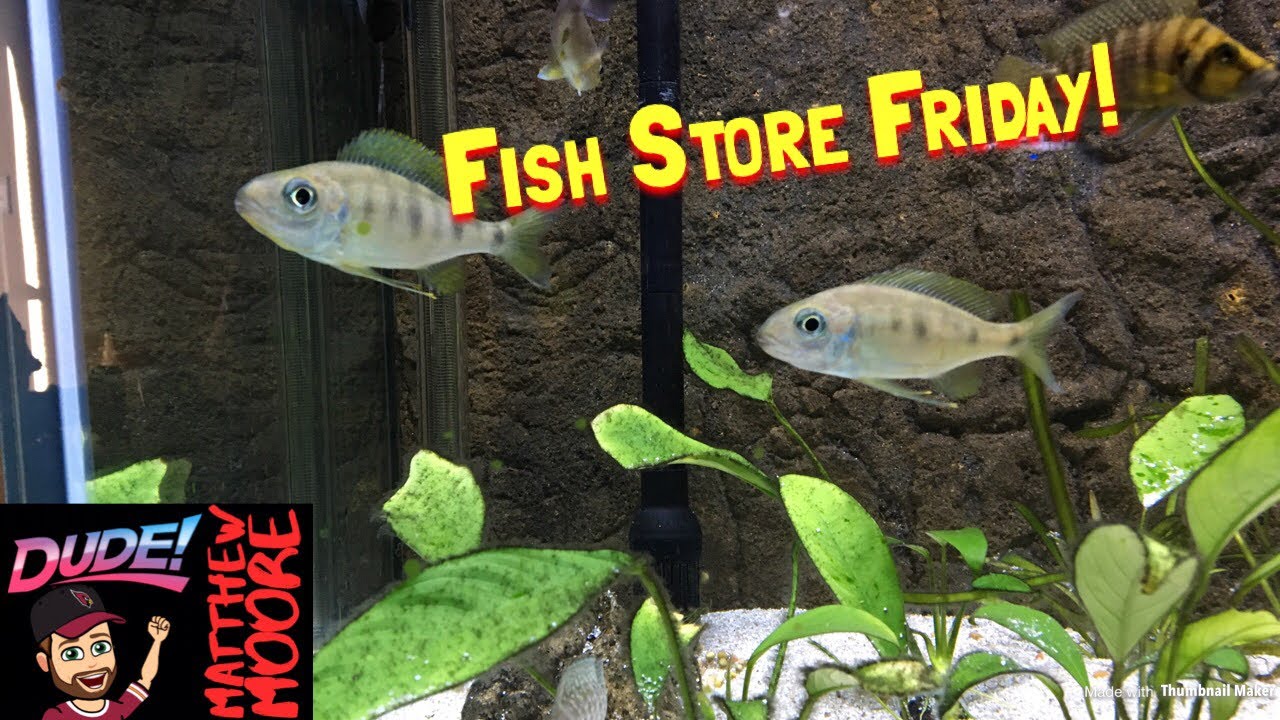 malawi map Fish Store Friday! More new fish!