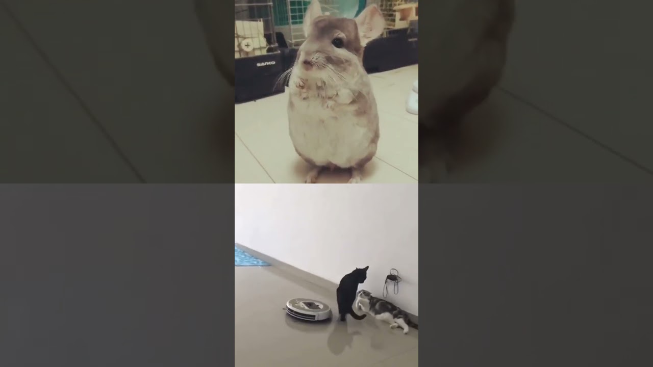 🐾 Furry Frolic Fiesta! 