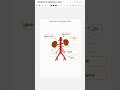 BRANCHES OF ABDOMINAL AORTA