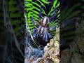 Паук птицеед vs таракан 🕷️ Poecilotheria metallica #shorts #tarantula #spider #cockroach #birdeater