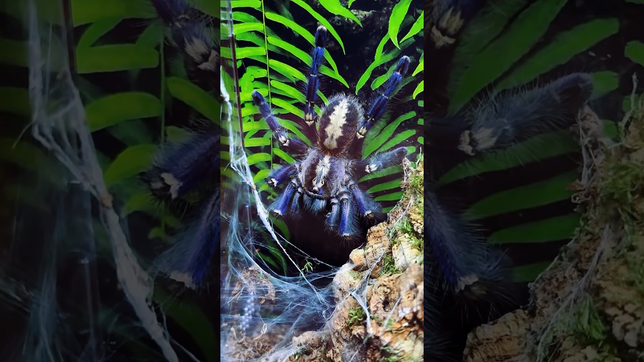 Паук птицеед vs таракан 🕷️ Poecilotheria metallica  