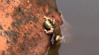 Red Spotted Toads Breeding