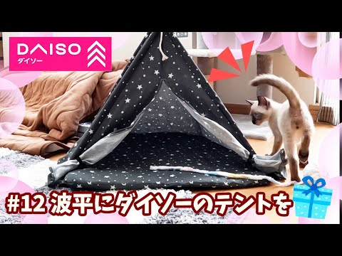 波平にダイソーのテントをプレゼントしてみました♪【山で生まれたシャム猫】