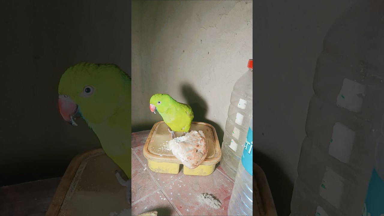 KUTU ma kutu ❤️ | talking parrot | mitu | trending song 