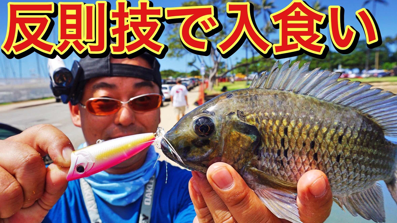チート！？ハワイ旅行で絶対釣れる！パンで寄せて毛で食わせる #ハワイ