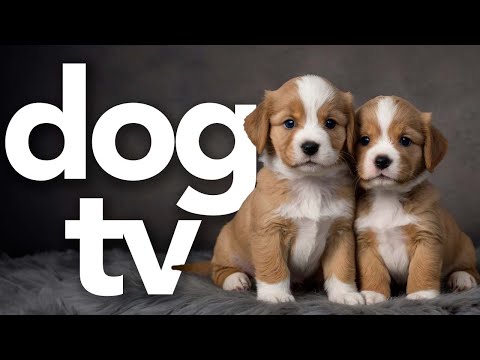 Dog Walking TV: Exciting Virtual Walking Video for Dogs to Watch 🐕