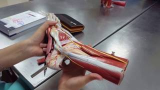 Ayak Kaslarının İnervasyonu Anatomisi