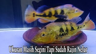Ikan Peacock Bass Sedang Nelur