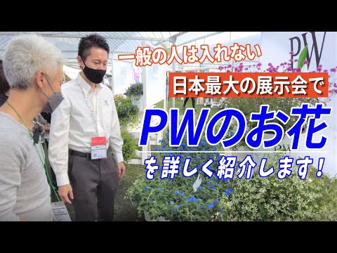 We will be introducing PW flowers in detail at Japan's largest