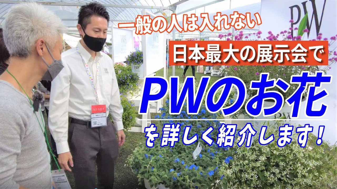 We will be introducing PW flowers in detail at Japan's largest