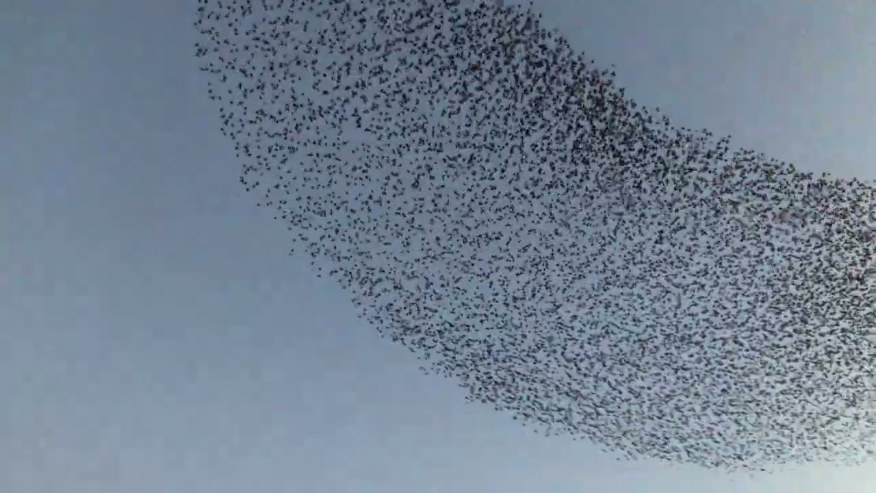 4k Starling Murmurations, Oxford