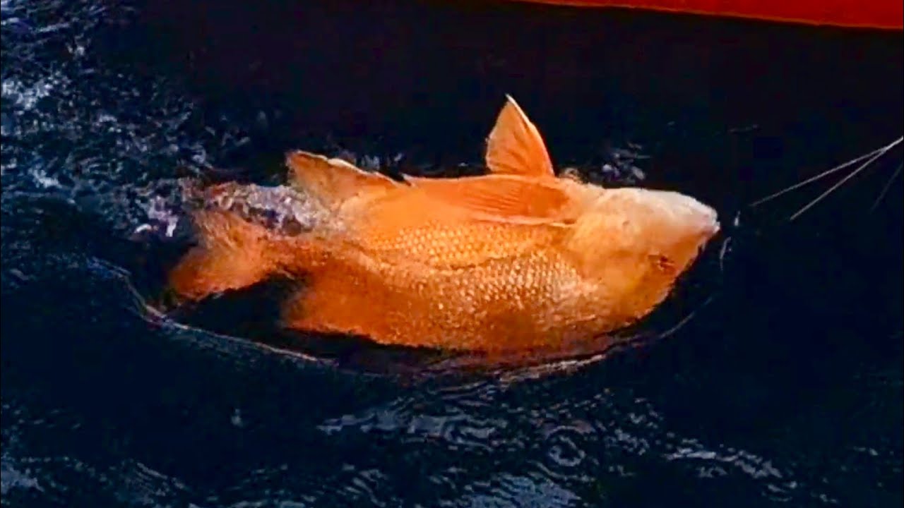 ikan merah mula menonjol diri dalam hujan gerimis 