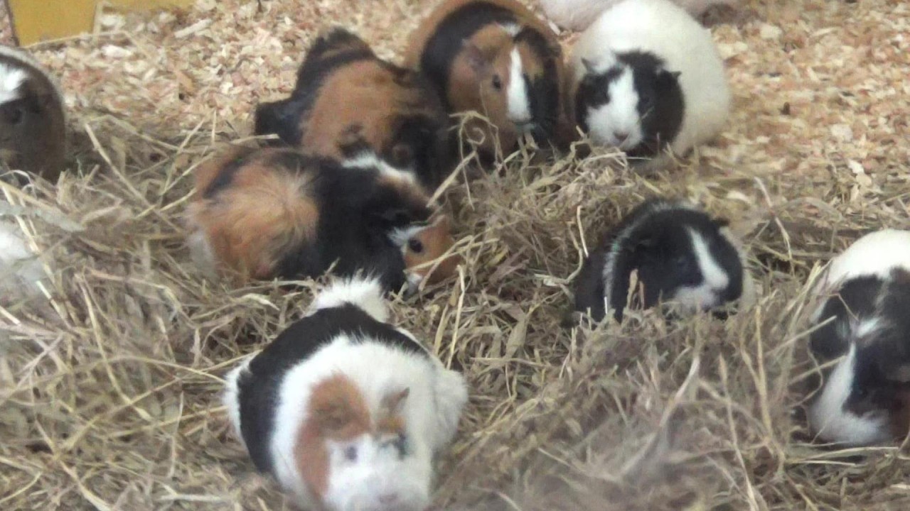 モルモットの大群 Cute guinea pig #147 【Cute animal videos】 - YouTube