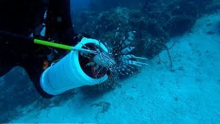 Diving In Jamaica And Hunting Lionfish.