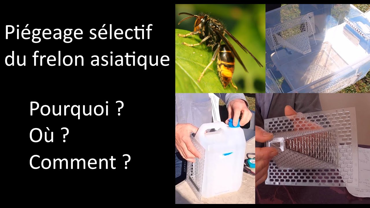 Pourquoi, quand et comment piéger le frelon asiatique? Des pièges SELECTIFS