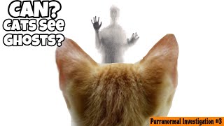 Can? Cats See Ghosts? by Cats Love 33 views 6 months ago 5 minutes, 8 seconds