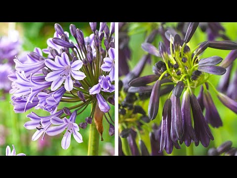 Video: Hoe Om Agapanthus Te Kweek