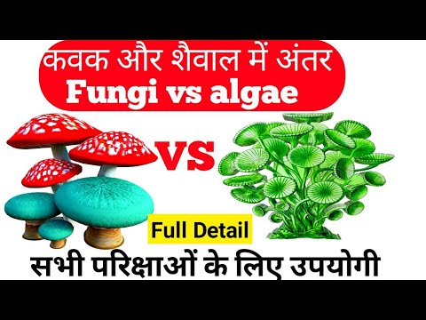 Algae vs Fungi | कवक और शैवाल में अंतर | Difference Between Algae And Fungi In Hindi || कवक और शैवाल