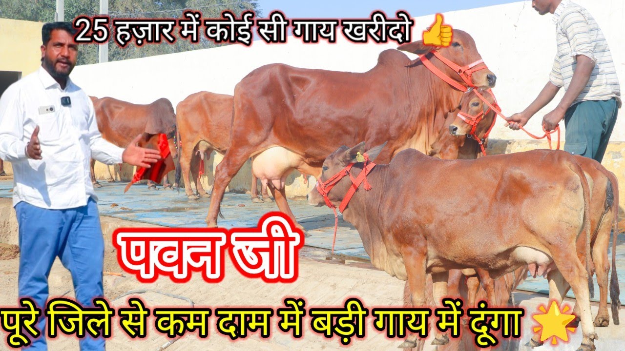 👌18 किलो + दूध वाली साहीवाल गाय मात्र 25 हज़ार में 😱 1 नहीं 6 साहीवाल गाय है✨Most popular Pawan ji 🌟