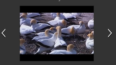 XML based Video Gallery in Flash , Part 1 of 2