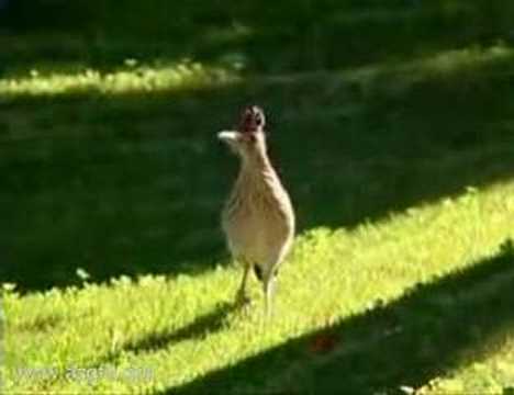 Video: Is roadrunner in Arizona?