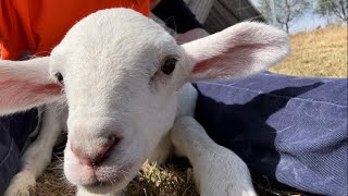 Sheep & Lambs - Life on the Farm - Atack Advendures@atackadventures4163