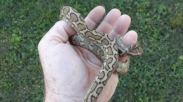 Coastal Carpet Python