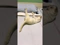 Cat punch cat kick #shorts