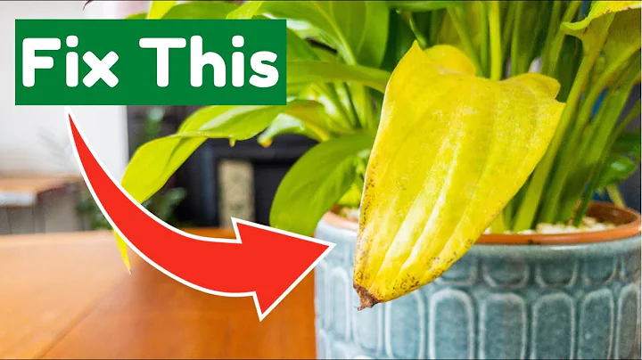 SOLVED! WHY My Houseplant Is Turning Yellow - DayDayNews