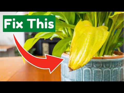 Video: Mengapa daun aspidistra saya menjadi kuning?
