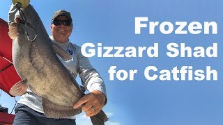 Does Frozen Shad Work for Catfish Bait ?