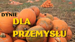 Dynie w wersji przemysłowej