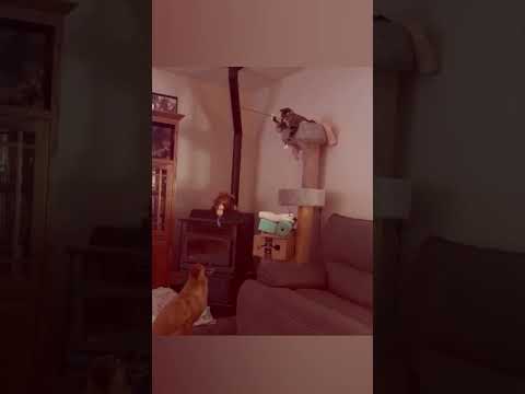 KÖPEĞİ ÇOCUK GİBİ