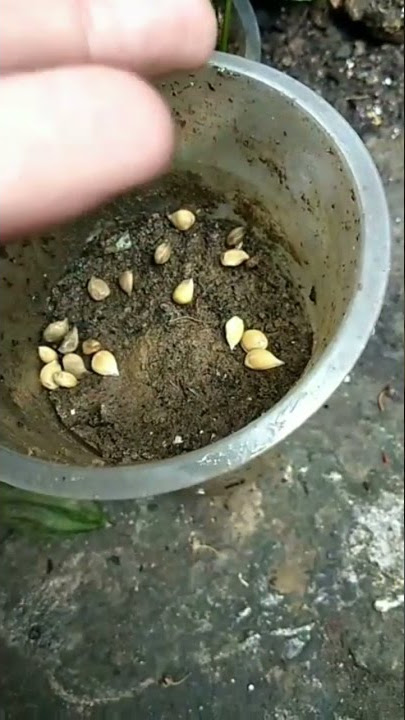 menanam biji jeruk