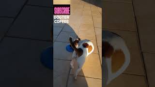 126 Days Old Puppy Learning Play How Do You Call It? Jack Russell Terrier Coffee