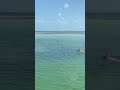 Dr. Soler-Baillo swimming with manatees!