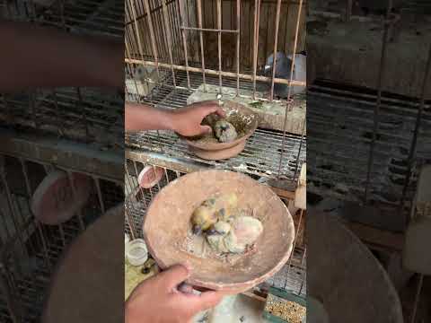 Change the nest