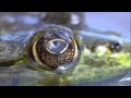 Ranker Video