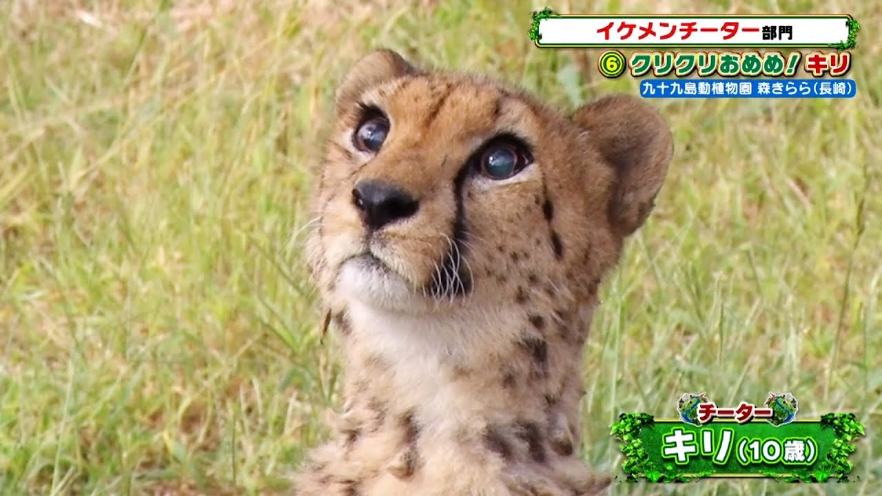 クリクリおめめ キリ 九十九島動植物園 森きらら Zoo 1グランプリ 11 30 火 Tbs Youtube