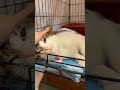 Video of adoptable pet named Kiley (FCID# 04/10/2026 - 103)