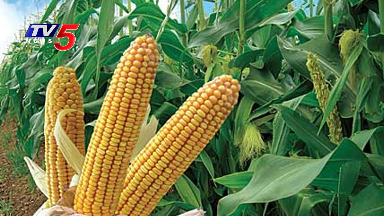 Купить Семена Кукурузы Для Посадки