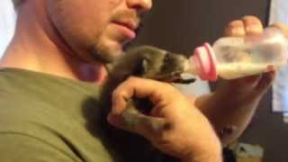 Superhero Nick feeding baby raccoon! Resimi