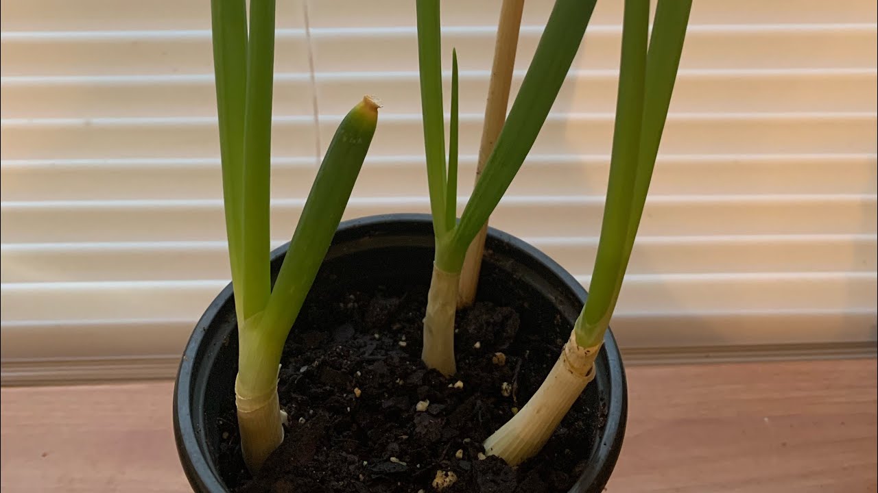 How To Regrow Store Bought Green Onions Easy And Simple YouTube