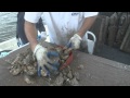 New Way to Grow Oysters New Way to Grow Oysters