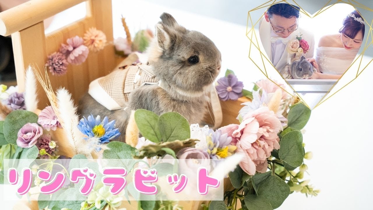 リラ liira うさぎ ラビット プリンセス 200% シクレ　ウェディング リラ liira うさぎ ラビット プリンセス 200% シクレ ウェディング