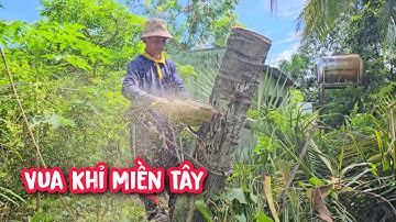 Vua Khỉ đi xe máy xuống Tây Ninh để cưa hạ gốc 3 cây Dừa nằm ở thế khó.