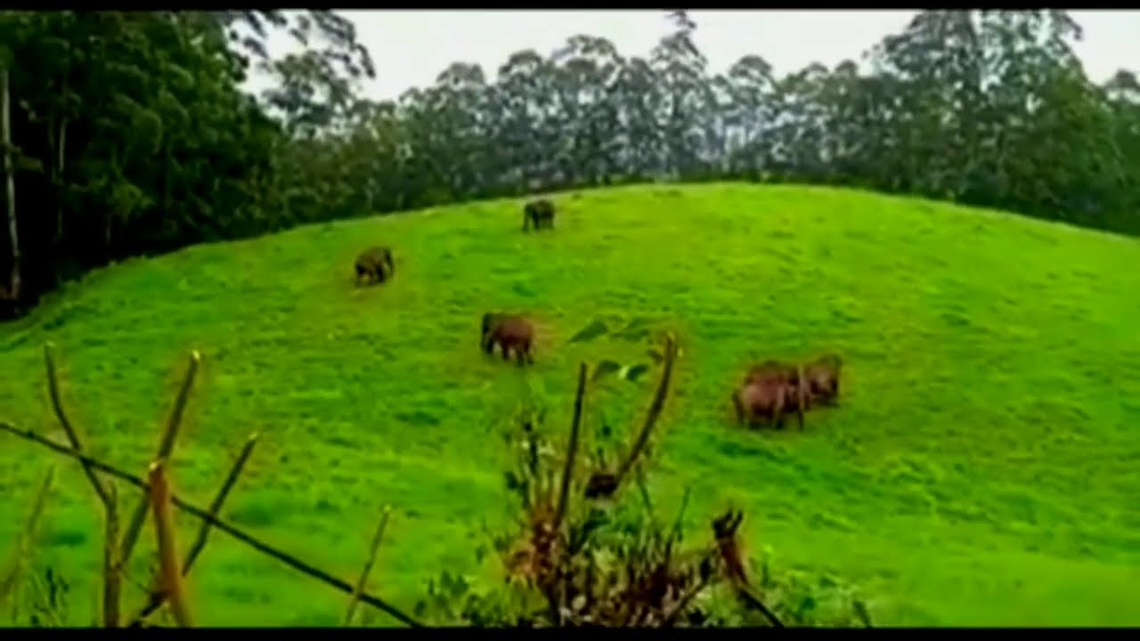Munnar Elephants in Shooting Point Mattupatty YouTube