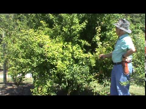 Dr. Powell talks about the Russian variety of Pomegranate