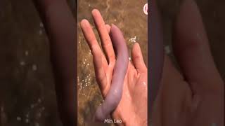 Asmr Food Y Seafood Octopus, Squid,King Crab 02